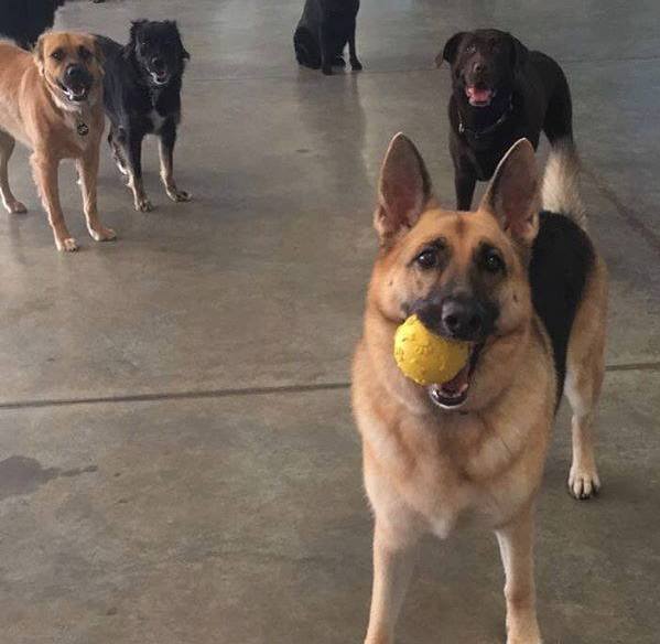 The Kennel Is Hiring K9 Kabana