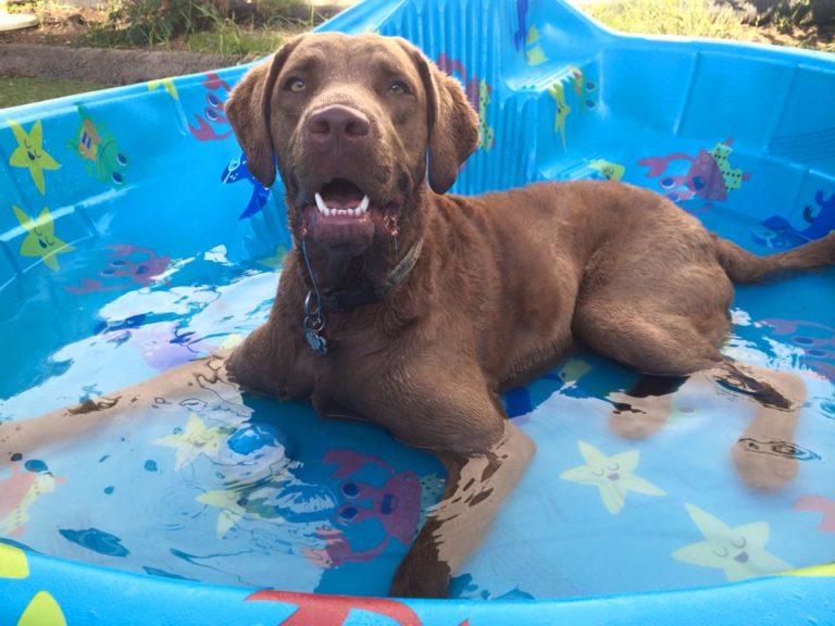 Dog Boarding K9 Kabana